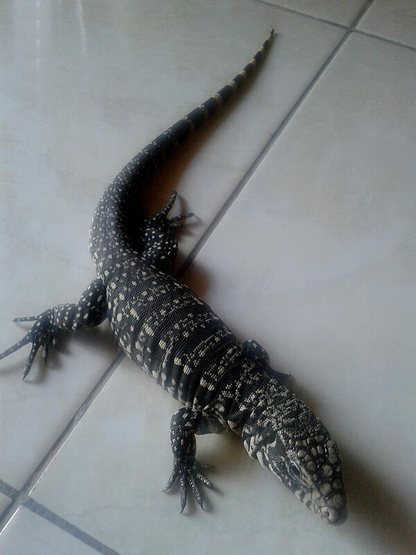 Tegu BW Argentine