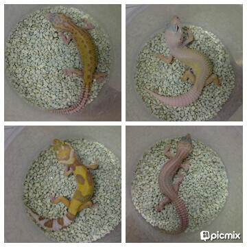 WTS - Gecko, bearded dragon, ball python