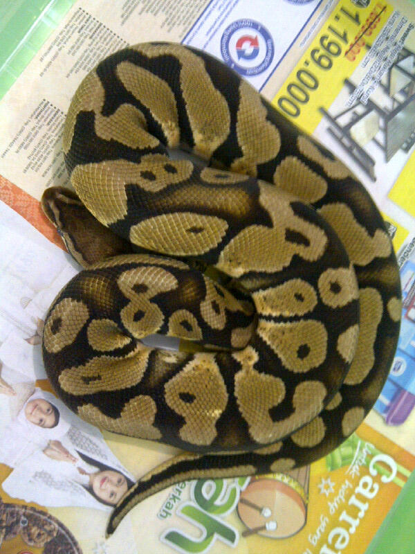 WTS - Gecko, bearded dragon, ball python