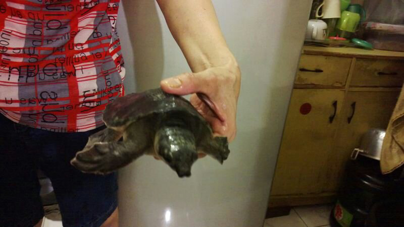 jual monbi moncong babi murmer.