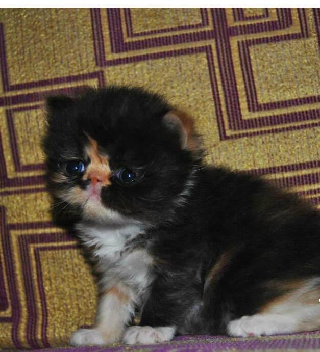 JUAL KUCING KITTEN PEAKNOSE WARNA CALICO LONGHAIR, UNYU BANGET...