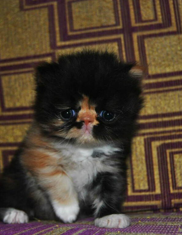 JUAL KUCING KITTEN PEAKNOSE WARNA CALICO LONGHAIR, UNYU BANGET...