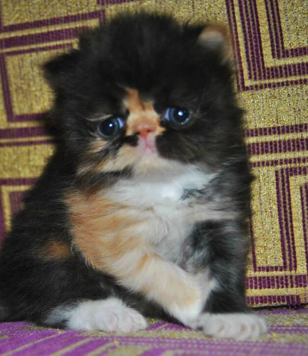 JUAL KUCING KITTEN PEAKNOSE WARNA CALICO LONGHAIR, UNYU BANGET...