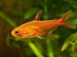 ▓FAD▓ IKAN HIAS AQUASCAPE SCHOOLING AMANDAE RASBORA CARDINAL NEON RED NOSE ▓BEKASI▓