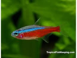 ▓FAD▓ IKAN HIAS AQUASCAPE SCHOOLING AMANDAE RASBORA CARDINAL NEON RED NOSE ▓BEKASI▓