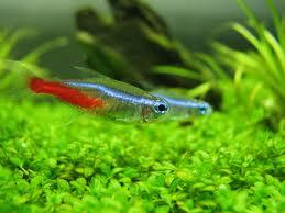 ▓FAD▓ IKAN HIAS AQUASCAPE SCHOOLING AMANDAE RASBORA CARDINAL NEON RED NOSE ▓BEKASI▓