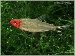 ▓FAD▓ IKAN HIAS AQUASCAPE SCHOOLING AMANDAE RASBORA CARDINAL NEON RED NOSE ▓BEKASI▓