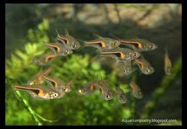▓FAD▓ IKAN HIAS AQUASCAPE SCHOOLING AMANDAE RASBORA CARDINAL NEON RED NOSE ▓BEKASI▓