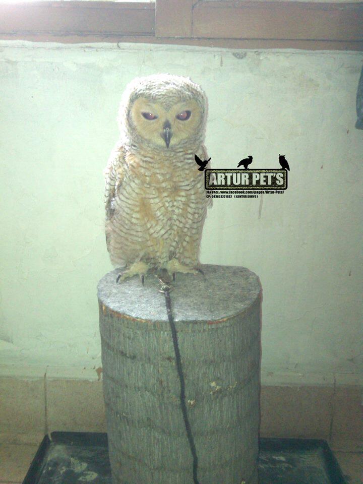 STRIX SELEPUTO ( JUVE AWAL ) CEK DULU GAN !!