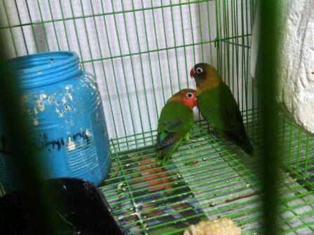 LOVE BIRD ANAKAN IJO STANDARD
