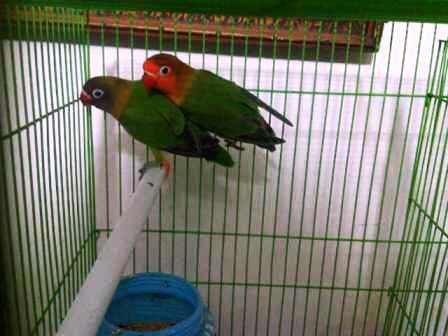 LOVE BIRD ANAKAN IJO STANDARD