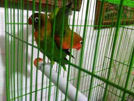 LOVE BIRD ANAKAN IJO STANDARD