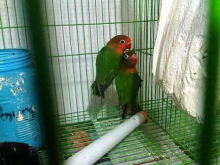 LOVE BIRD ANAKAN IJO STANDARD