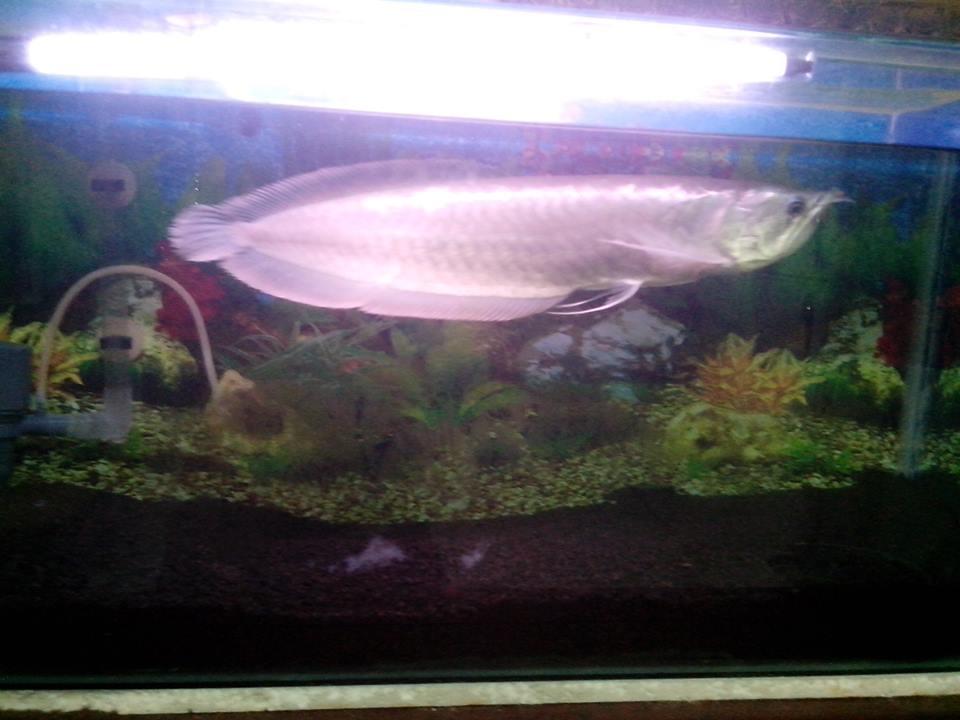 Jual Arowana Silver+Aquarium BU!!