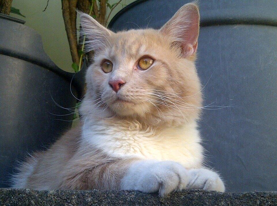 Available, Maine Coon jantan PROVEN dari Bilcho Cattery