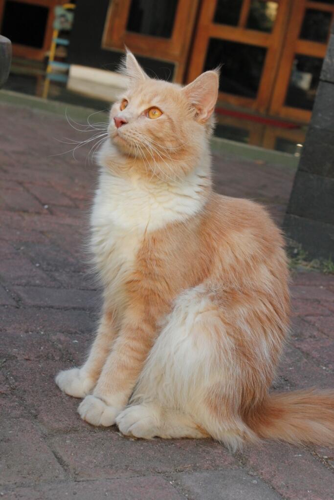 Available, Maine Coon jantan PROVEN dari Bilcho Cattery