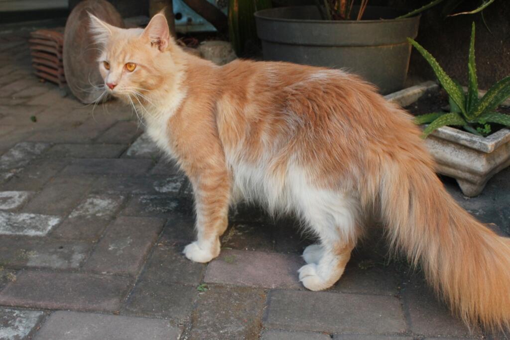 Available, Maine Coon jantan PROVEN dari Bilcho Cattery