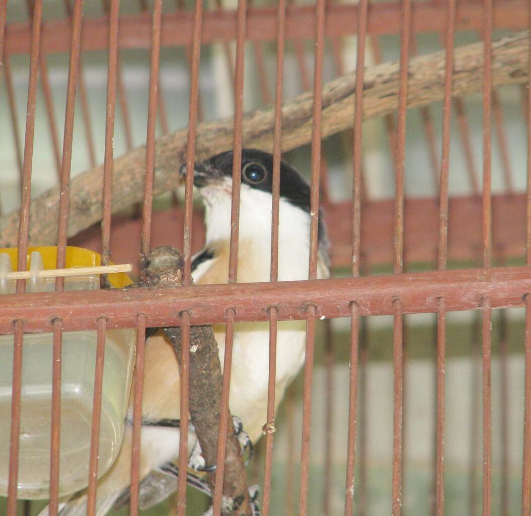 Pentet Madura bahan