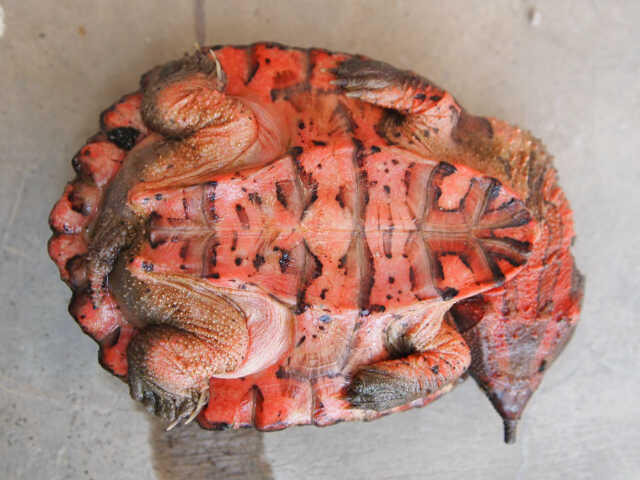 Mata-Mata Turtle (Chelus Fimbriata)