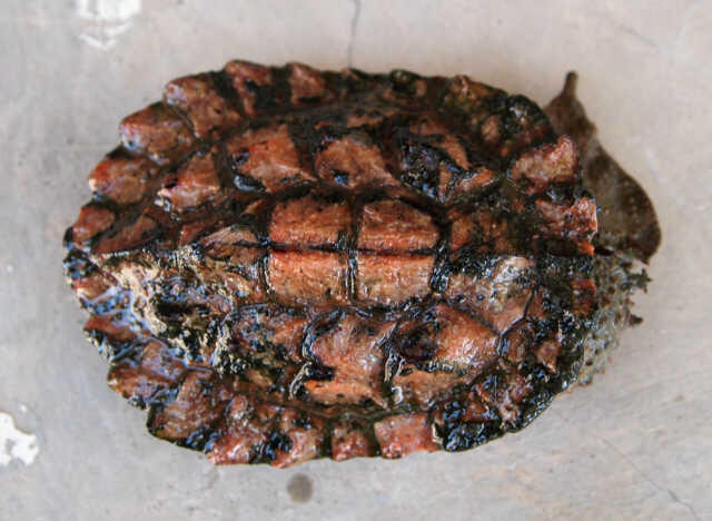 Mata-Mata Turtle (Chelus Fimbriata)