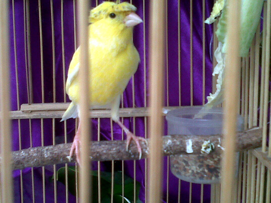 Kenari Jambul Gacor