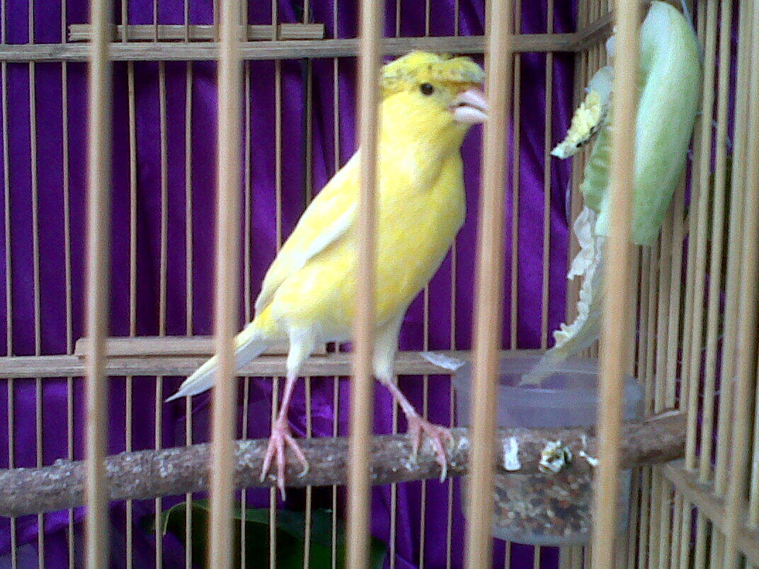Kenari Jambul Gacor