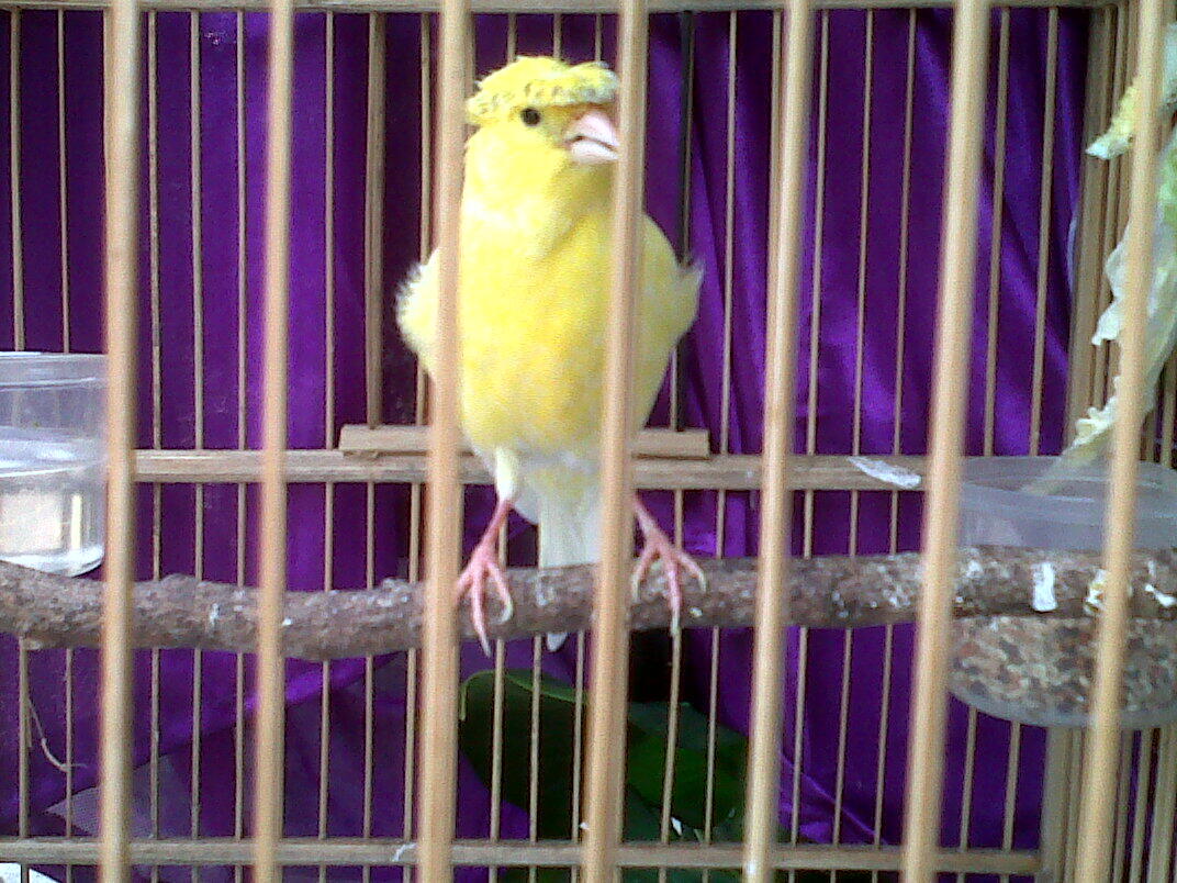 Kenari Jambul Gacor