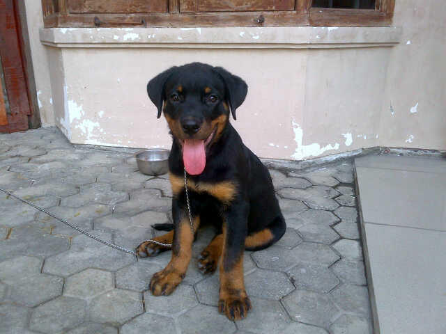 Rottweiler Jantan stamboom