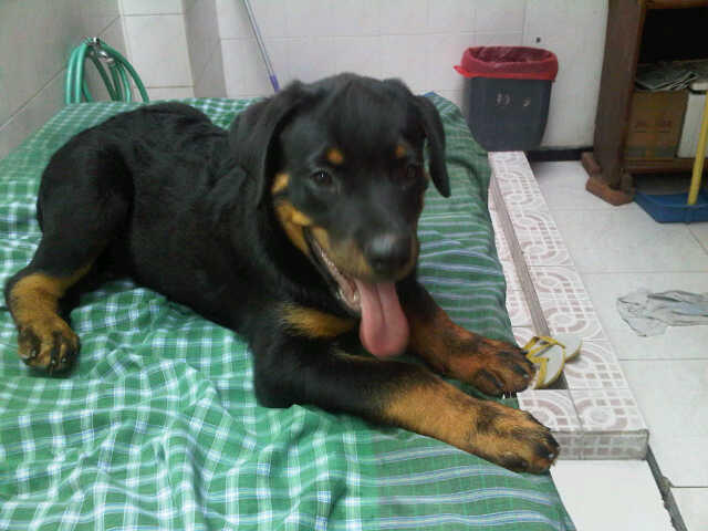 Rottweiler Jantan stamboom