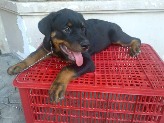 Rottweiler Jantan stamboom