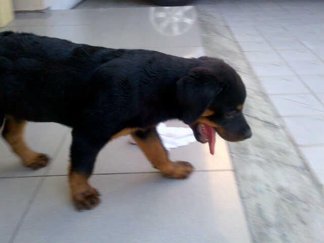 Rottweiler Jantan stamboom