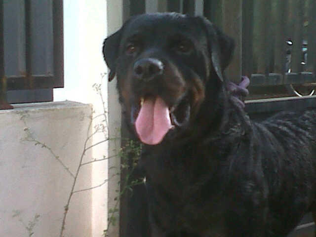 Rottweiler Jantan Stamboom