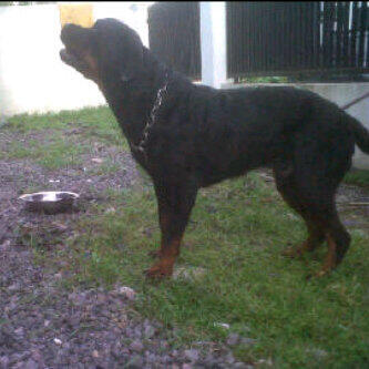 Rottweiler Jantan Stamboom