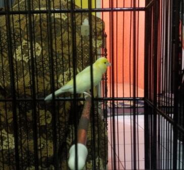 Jual Kenari F1YS Mapan,Gacor