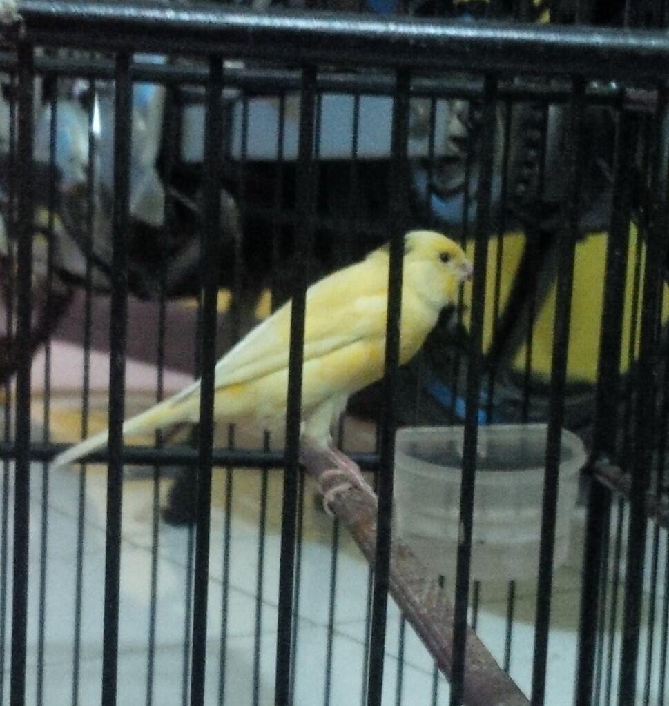 Jual Anakan F1YS trah juara
