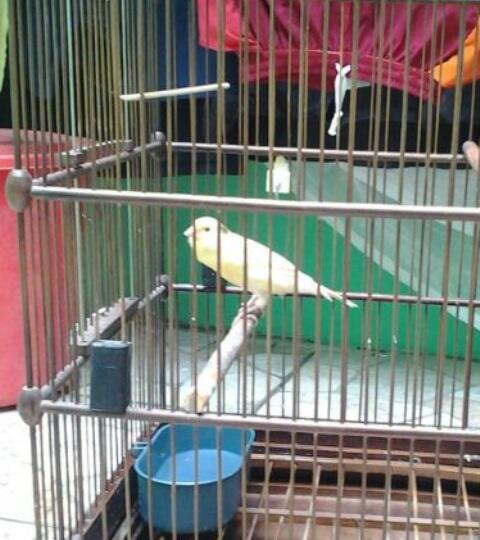 Jual Anakan F1YS trah juara