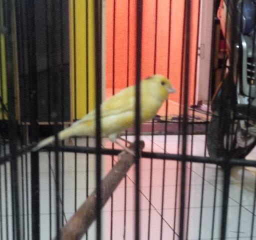 Jual Anakan F1YS trah juara
