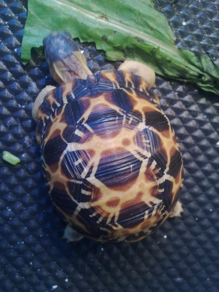 Jual Kura- Kura Darat Radiata 7cm