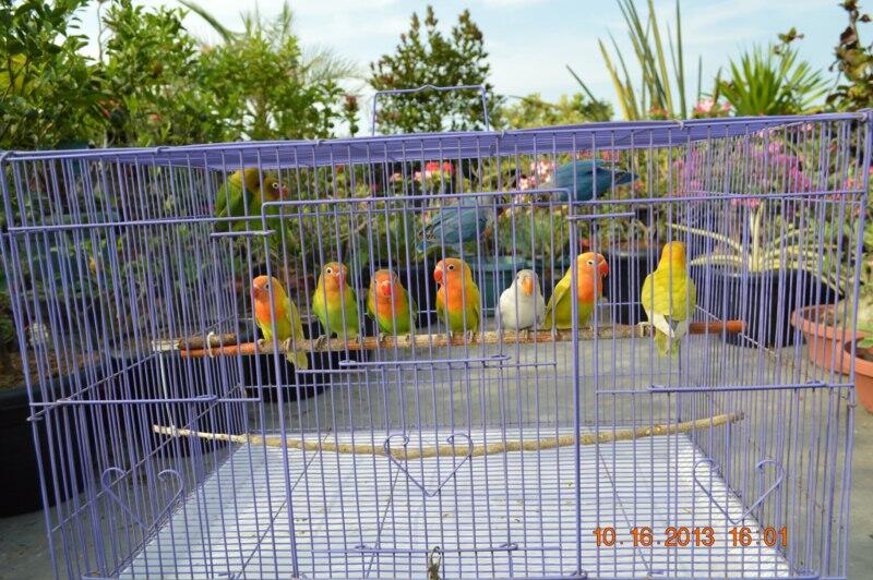 Love Bird Paketan Murah Meriah.. umur 4bln..