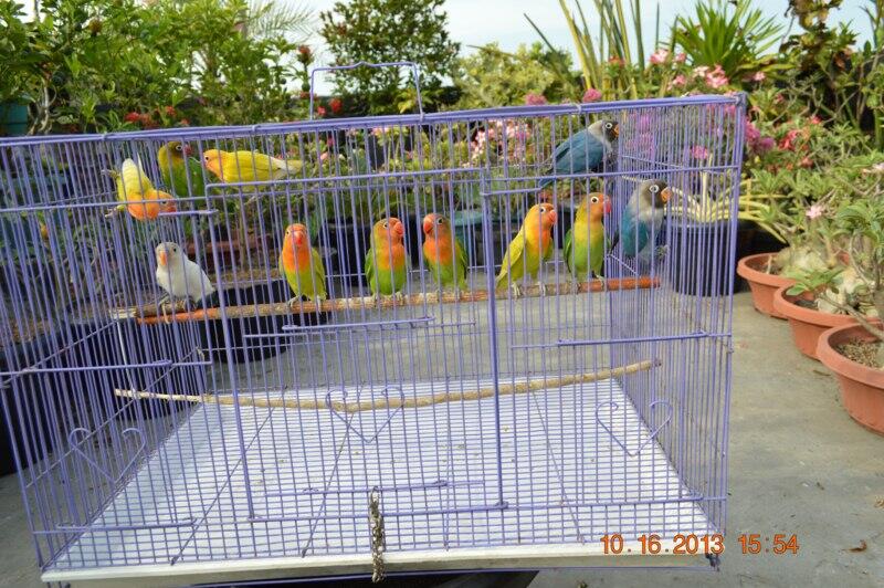 Love Bird Paketan Murah Meriah.. umur 4bln..