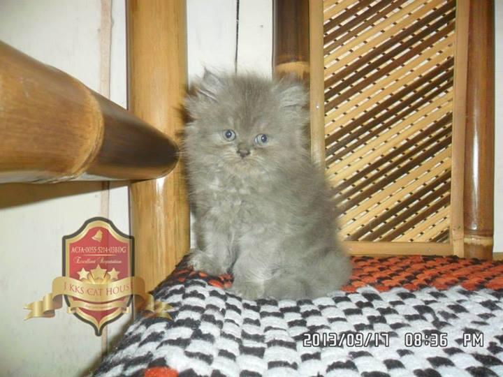 Kitten Persia Betina Cimahi Bandung Murah