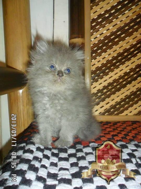Kitten Persia Betina Cimahi Bandung Murah