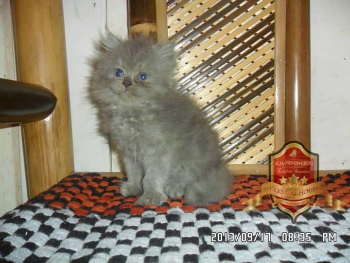 Kitten Persia Betina Cimahi Bandung Murah