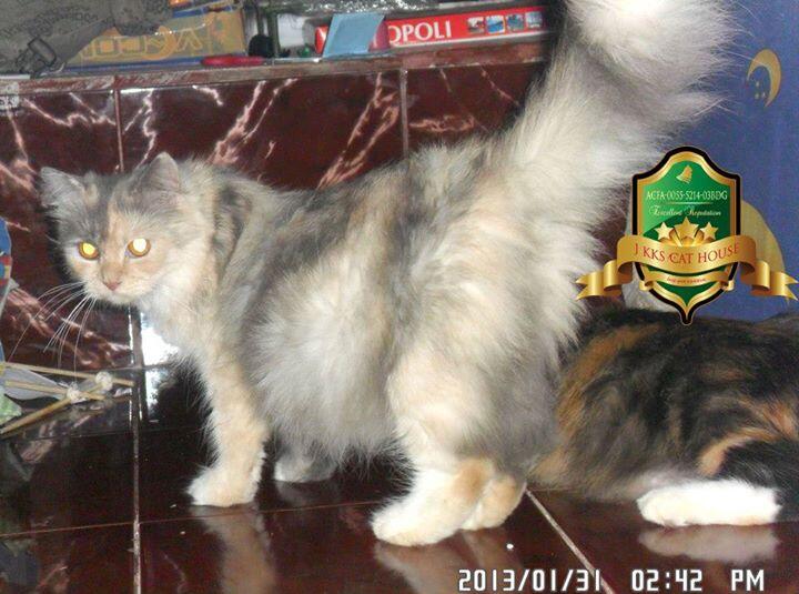 Kitten Persia Betina Cimahi Bandung Murah