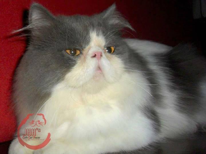 Kitten Persia Betina Cimahi Bandung Murah