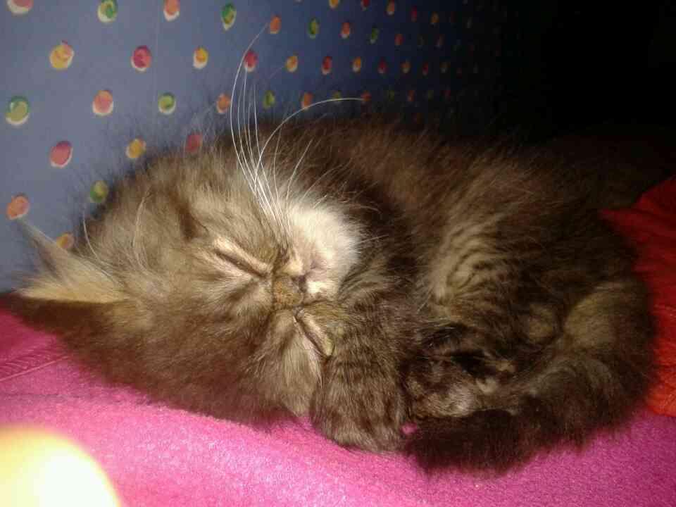 Jual Anak Kucing Persian Black Taby