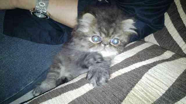 Jual Anak Kucing Persian Black Taby
