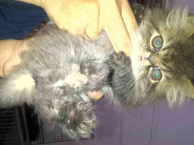 Jual Anak Kucing Persian Black Taby