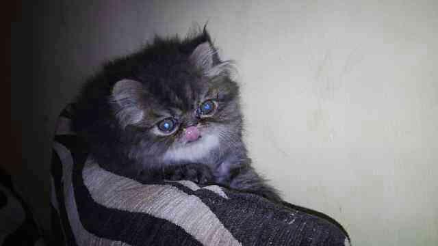 Jual Anak Kucing Persian Black Taby