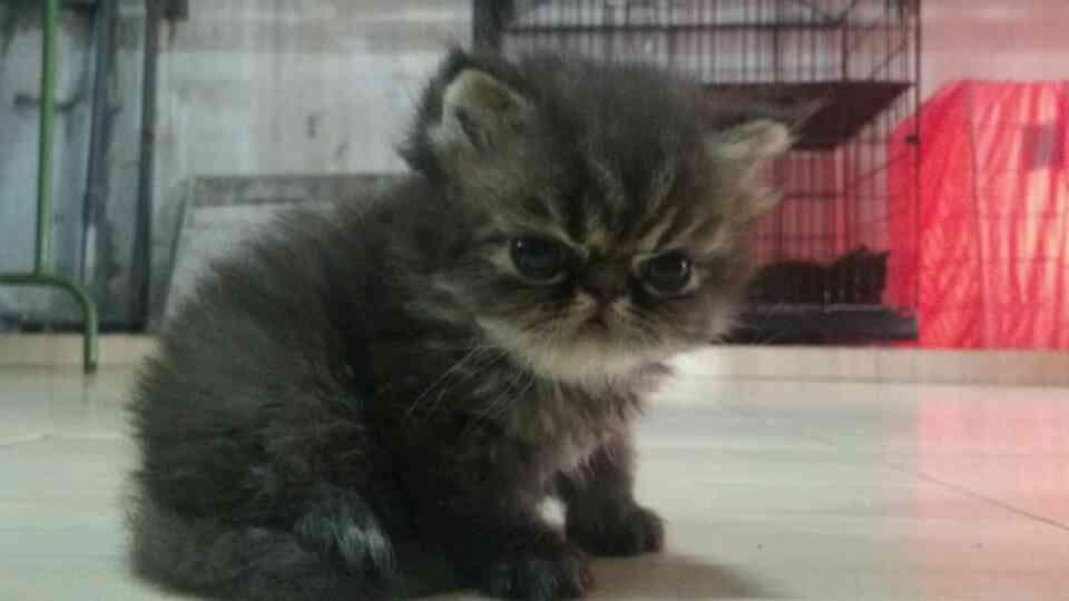Jual Anak Kucing Persian Black Taby